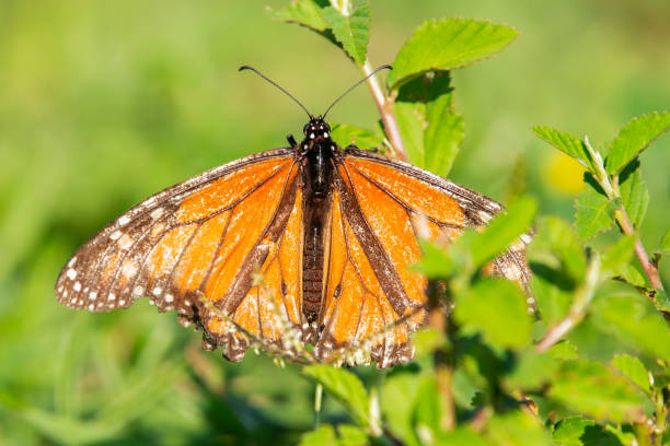 istock Tiger Milkweed Butterfly 2176308682