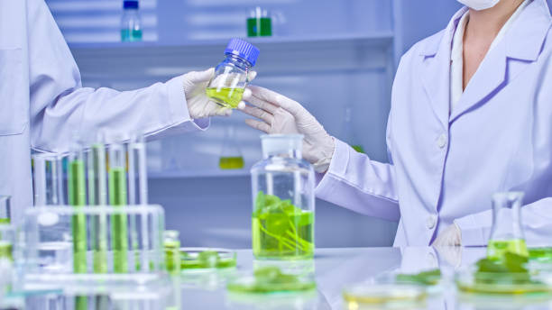 istock Pennywort Experiment in Modern Laboratory Photo Template 2176309224