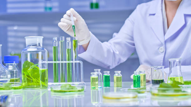istock Pennywort Experiment in Modern Laboratory Photo Template 2176309226
