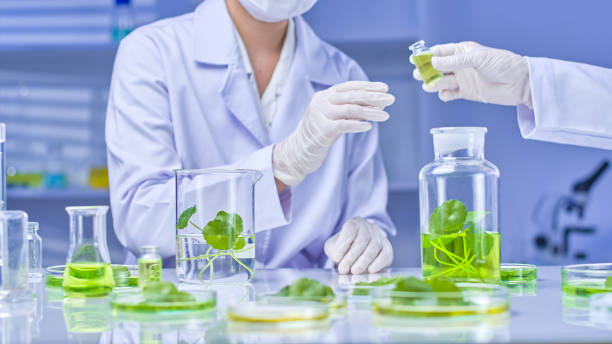 istock Pennywort Experiment in Modern Laboratory Photo Template 2176310480