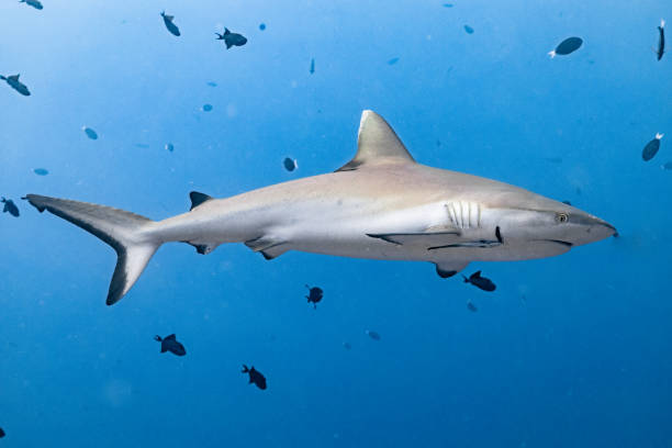 istock Endangered Grey reef shark on a reef in Indian ocean in Maldives surrounded by triggerfish in open blue. 2176310530