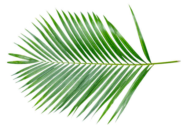 Palm Leaf at Rethymnon on Crete, Greece