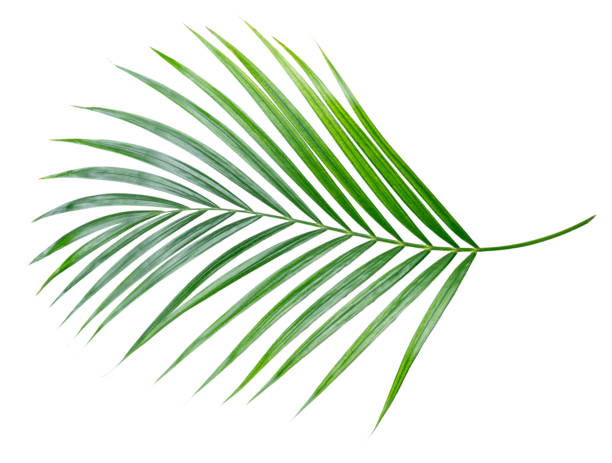 istock Green nature Palm leaf Coconut leaves on white background isolate with clipping path it easy to cut and edit. 2176310807