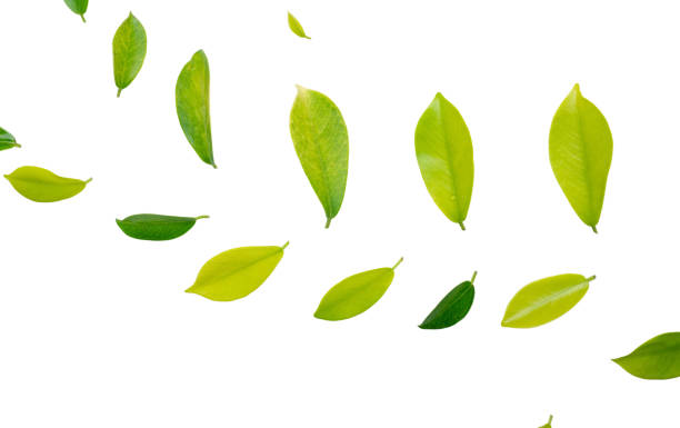 istock Green nature leaves on white background isolate with clipping path it easy to cut and edit. 2176310835