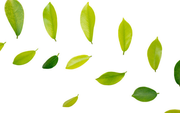 istock Green nature leaves on white background isolate with clipping path it easy to cut and edit. 2176310841