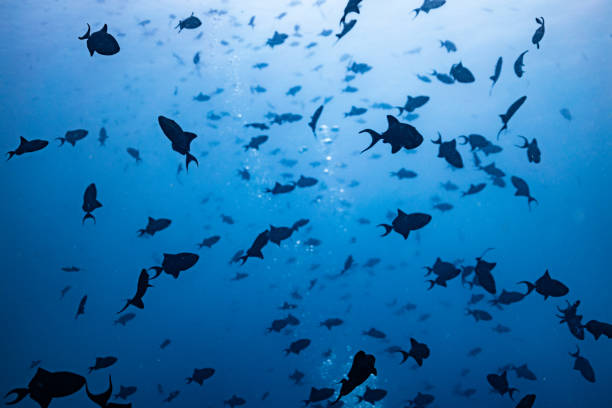 istock Schooling red toothed triggerfish in open blue Indian ocean in Maldives 2176311040