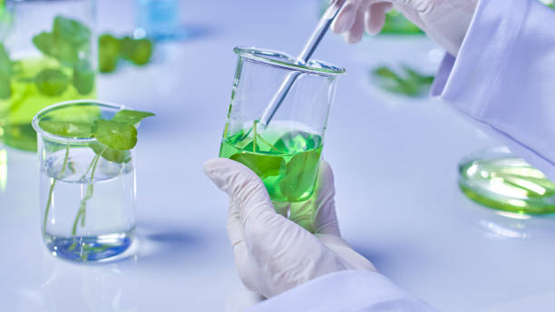 istock Pennywort Experiment in Modern Laboratory Photo Template 2176311141