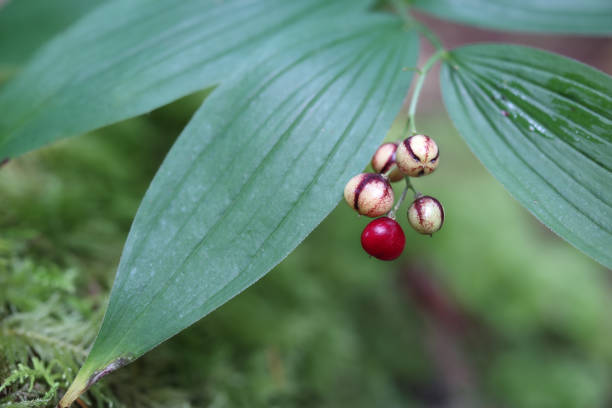 Striped forest berry of fruit.