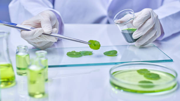 istock Pennywort Experiment in Modern Laboratory Photo Template 2176313514