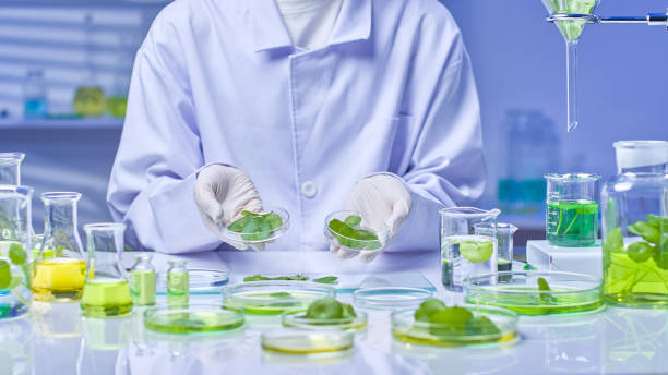 istock Pennywort Experiment in Modern Laboratory Photo Template 2176313551