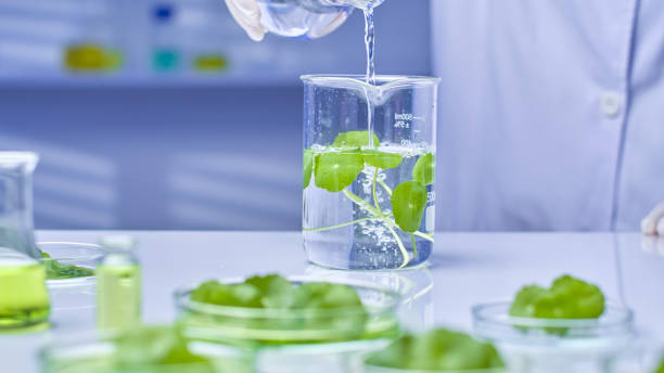 istock Pennywort Experiment in Modern Laboratory Photo Template 2176313932