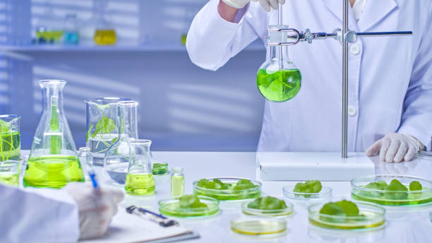 istock Pennywort Experiment in Modern Laboratory Photo Template 2176313976