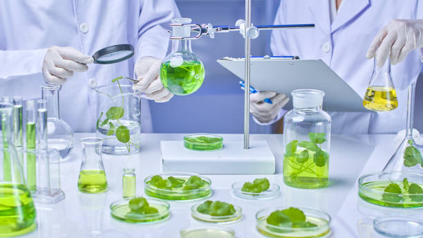 istock Pennywort Experiment in Modern Laboratory Photo Template 2176314077