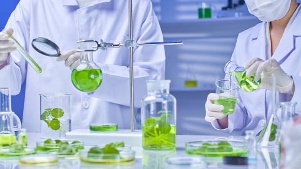 istock Pennywort Experiment in Modern Laboratory Photo Template 2176314682