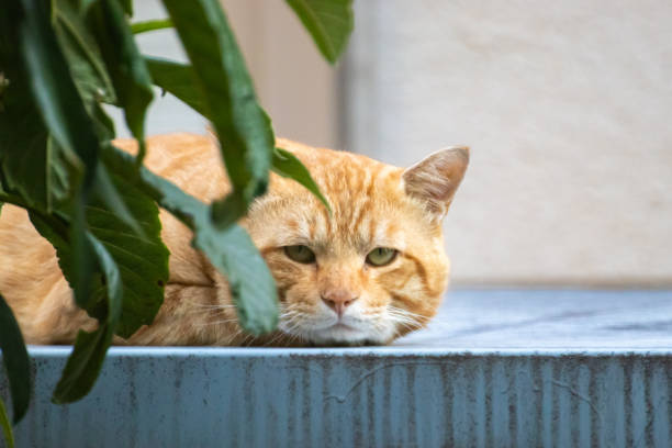 istock Sleepy brown tabby stray cat 2176315634