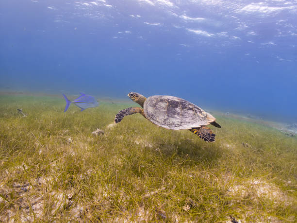 istock Endangered Hawksbill swimming through protected seagrass meadows in shallow lagoon in Maldives with a bluefin jack 2176316064