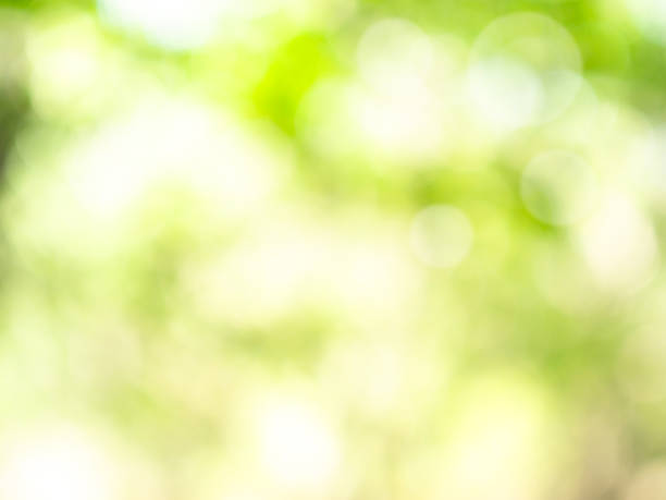 istock Green nature background bokeh leaf nature summer springtime blur sunlight natural fresh foliage environment ecosystem zero carbon envergy change backdrop, mockup product aesthetic beauty organic. 2176318547