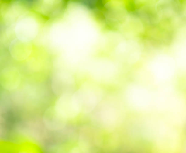 istock Green nature background bokeh leaf nature summer springtime blur sunlight natural fresh foliage environment ecosystem zero carbon envergy change backdrop, mockup product aesthetic beauty organic. 2176318548