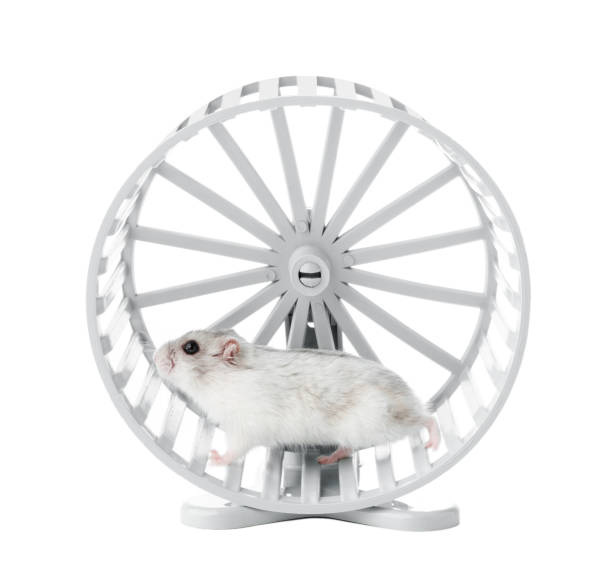 istock A playful hamster exercises energetically in a white wheel on a white background 2176322318