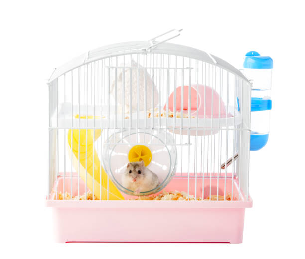 istock A curious hamster exploring its brightly colored habitat on a sunny afternoon 2176322793