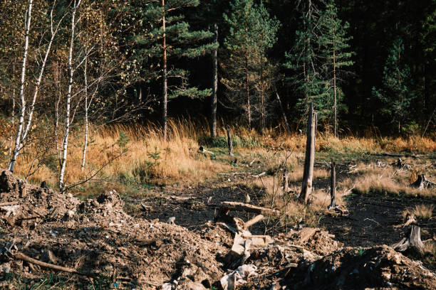 Wetland landscape in autumn forest