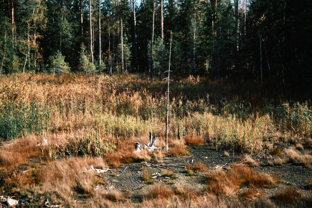 Wild marsh in October woodland