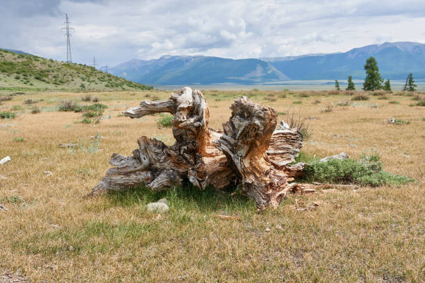istock Old dry tree stump in the steppe. Altai, Russia 2176326016