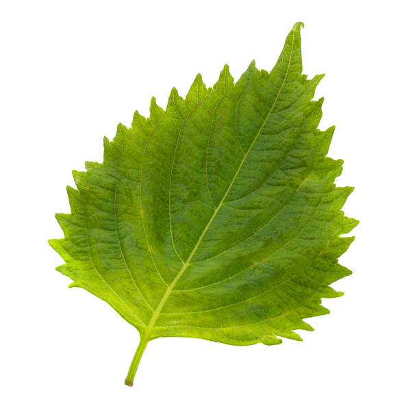 Fresh Green Shiso or Oba leaf isolated on a white background.