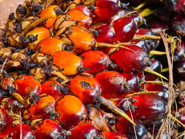 istock oil palm fruit close up 2176329251
