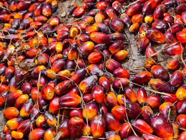 istock oil palm seeds (brondolan) close up 2176329378