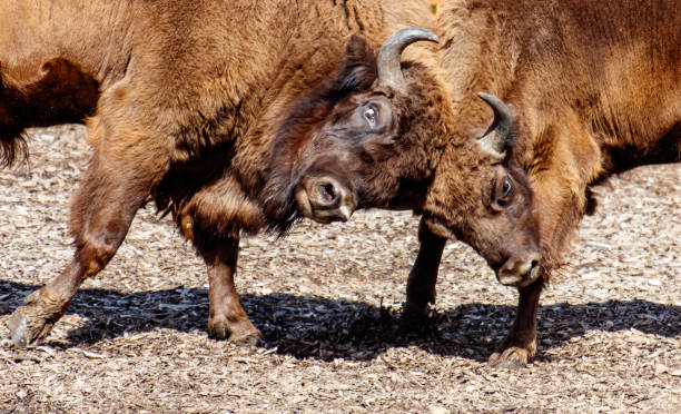 istock Two bisons are fighting in the park 2176330411