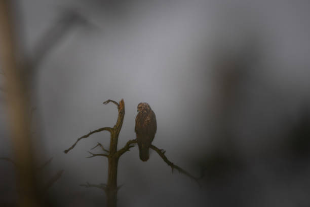 Eurasian buzzard with its prey