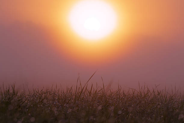 Sunrise With Fog And Dew On The Meadow