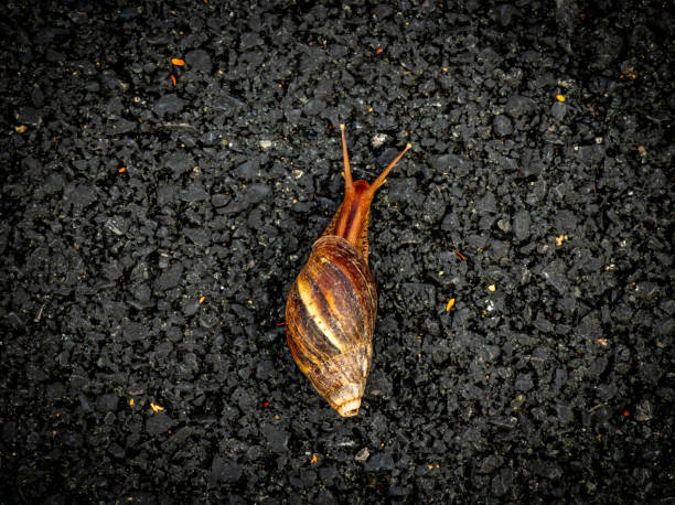 istock Lonely snail on asphalt, slow life 2176330976