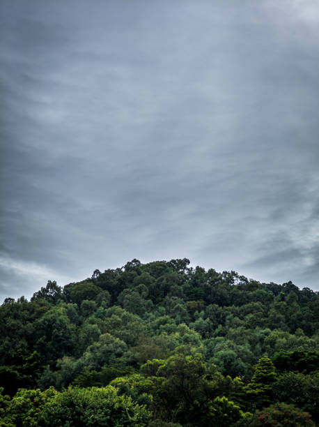 Forest on an overcast day, a different kind of scenery