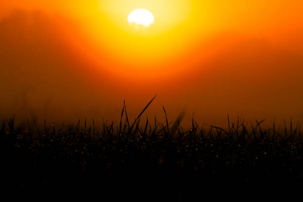 Sunrise With Fog And Dew On The Meadow
