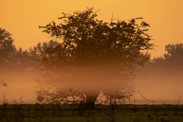 Tree in the morning fog At sunrise meadow