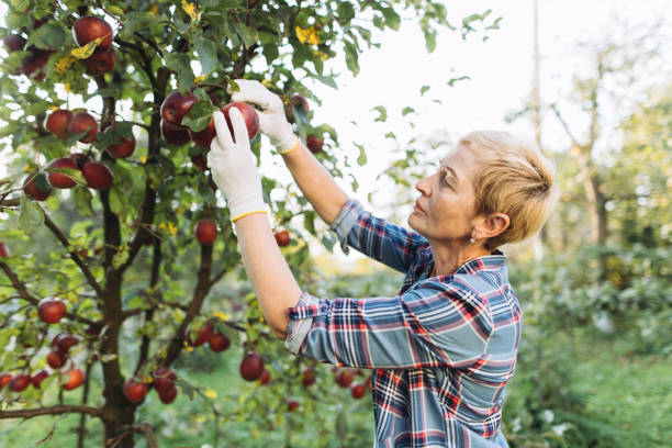 istock Mature Woman Carefully Selecting Ripe Apples During Harvest 2176331619