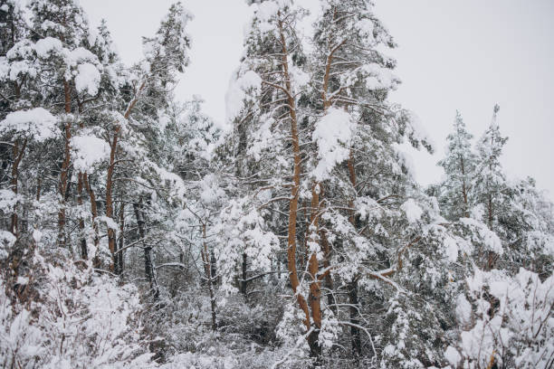 Scenic view of pine trees on snow