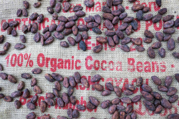 Dried 100% organic cacao beans on burlap sack