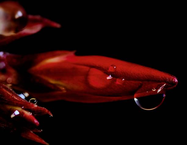 Macro shot of a red flower petal with water droplets against a black background.
