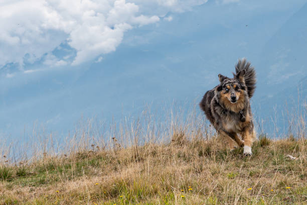 Australian shepherd dog running in a grassland