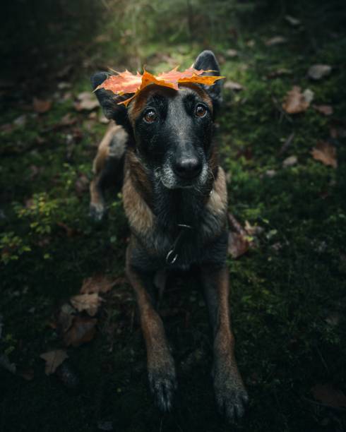 A Belgian Malinois dog with an autumn leaf on its head, sitting in a forest setting with a green mossy background