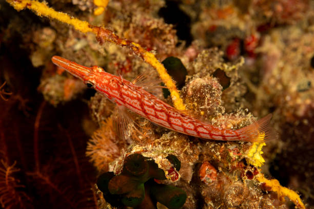 istock Longnose Hawkfish Oxycirrhites typus, Triton Bay, Indonesia 2176344794