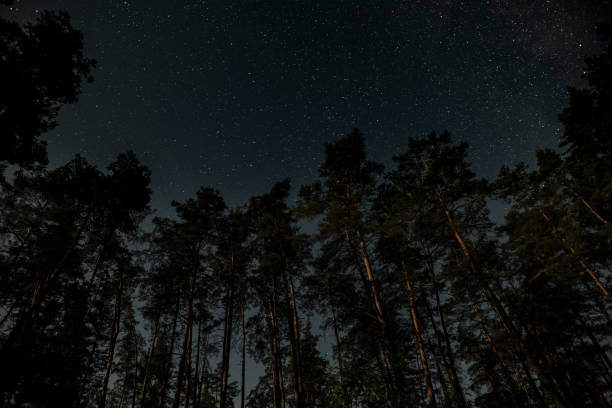 istock Starry night sky over a dense forest with tall trees silhouetted against the backdrop of twinkling stars 2176350496