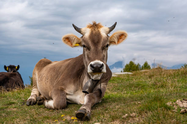 istock Close-up of a Cow in a grassland 2176351174