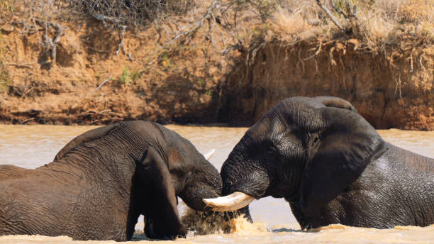 istock Two elephants fighting in Kruger National Park, South Africa 2176356836