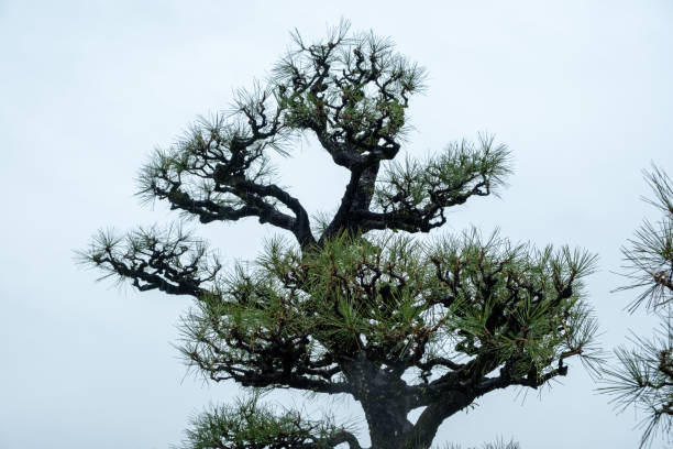 istock Japanese pine tree, black pine Pinus thunbergii branches and needles on cloudy sky 2176356932