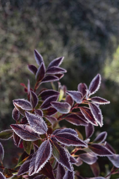 Frosted Leaves in Nature. Close-up of frosted leaves vibrant colors, set against a blurred green background. Vertical crop.