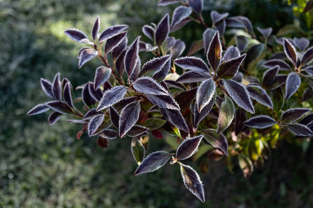 Frosted Leaves in Nature. Close-up of frosted leaves vibrant colors, set against a blurred green background.